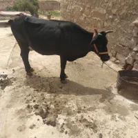 یک رس گاوه گوساله