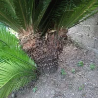 گل سیکاس زیبا همراه باپاجوشهاش سراوان
