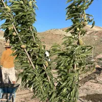 زمین ویلا باغ  پردیس  کرشت