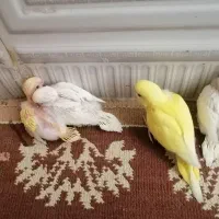مرق عشق هلندی با چهارتا جوجه
