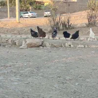 جوجه بومی از یک نفره تا سه نفره