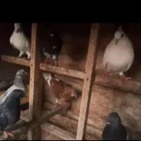 کبوتر پروازی کفتر پرشی مسابقه ایی