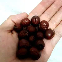 عنابینو