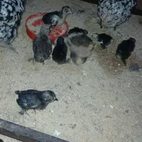 جوجه یوسل و تخم یوسل