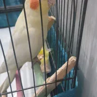 عروس هلندی