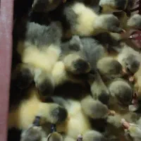 جوجه غاز محلی