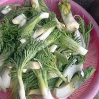 ترشی کما با کرفس