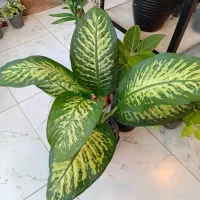 گلسرای برتر گلبهار