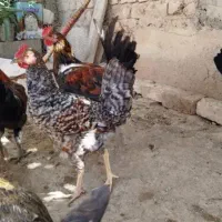 جوجه خروس محلی