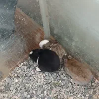 بچه خرگوش کوچولو