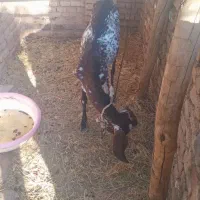 بز و کره ماده خوش سو و شیرا