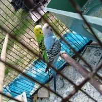 دوعدد مرغ عشق