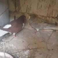 فروش کبوتر