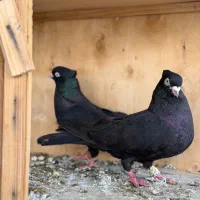 کبوتر کفتر زاغ آبادانی نر و ماده