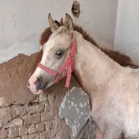 کره عرب مصری