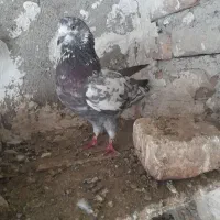 کبوتر