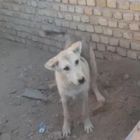 سگ عراقی پژدر اصیل دار نر