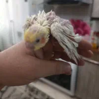 عروس هلندی مولد