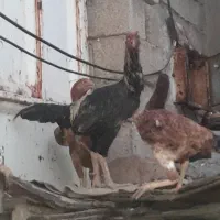 لاری درجه یک افغانی