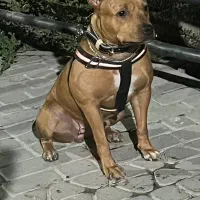 سگ پیتبول ( خونگی)