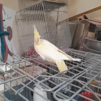 فروش عروس هلندی