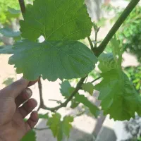 برگ‌دلمه|خوردنی و آشامیدنی|سملقان, |دیوار