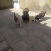 فروش بوقلمون