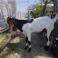 چپش