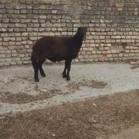 بره