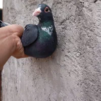 نر و ماده کفتر رنگی