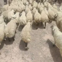 کارگر دامداری