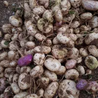 شلغم شیرین فروش