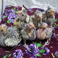 جوجه عروس هلندی
