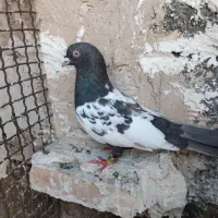کفتر کله سینه قلدور چهارتا نر کفتر بوم تعبیدی