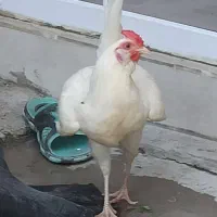 خروس سفید چهل تاج