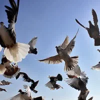 خرید کفتر