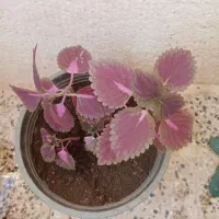 گل حسنی یوسف