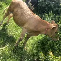 گوساله ماده