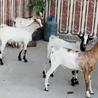 کهره نری باب داشت و گوشت