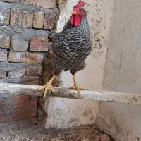 خروس پلیموت