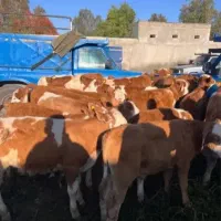 گوساله قیمت مناسب