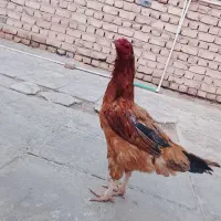 مرغ لاری دورگه