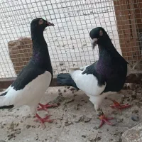 یک جفت یهودی سیاه