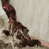 خروس لاری پرمرغی