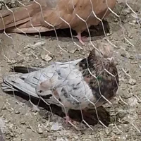 جفت سرور