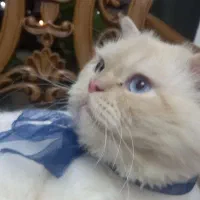 واگذاری گربه میکس ماشین هیمالین