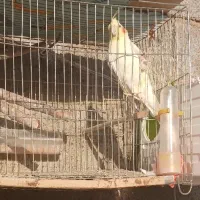 جفت عروس هلندی