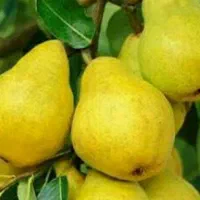 نهال گلابی شاهرودی و سیب ماتیکی