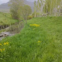 علوفه ماشنی