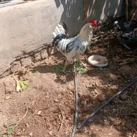 خروس مشکی و سفید محلی
